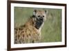 Spotted Hyena Standing in Grass-Paul Souders-Framed Photographic Print