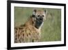 Spotted Hyena Standing in Grass-Paul Souders-Framed Photographic Print