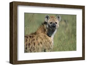 Spotted Hyena Standing in Grass-Paul Souders-Framed Photographic Print