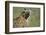 Spotted Hyena Standing in Grass-Paul Souders-Framed Photographic Print