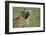 Spotted Hyena Standing in Grass-Paul Souders-Framed Photographic Print