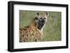 Spotted Hyena Standing in Grass-Paul Souders-Framed Photographic Print