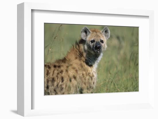 Spotted Hyena Standing in Grass-Paul Souders-Framed Photographic Print