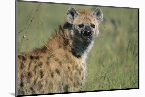 Spotted Hyena Standing in Grass-Paul Souders-Mounted Photographic Print