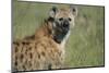 Spotted Hyena Standing in Grass-Paul Souders-Mounted Photographic Print