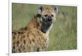 Spotted Hyena Standing in Grass-Paul Souders-Framed Photographic Print