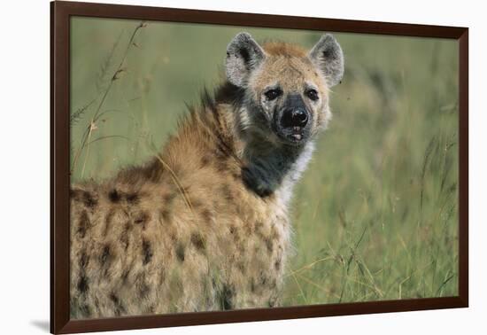 Spotted Hyena Standing in Grass-Paul Souders-Framed Photographic Print