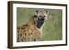 Spotted Hyena Standing in Grass-Paul Souders-Framed Photographic Print