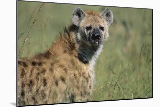 Spotted Hyena Standing in Grass-Paul Souders-Mounted Photographic Print