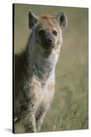 Spotted Hyena Standing in Grass-Paul Souders-Stretched Canvas