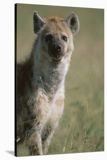 Spotted Hyena Standing in Grass-Paul Souders-Stretched Canvas