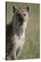 Spotted Hyena Standing in Grass-Paul Souders-Stretched Canvas