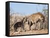 Spotted Hyena With Cub, South Africa, Africa-Ann & Steve Toon-Framed Stretched Canvas