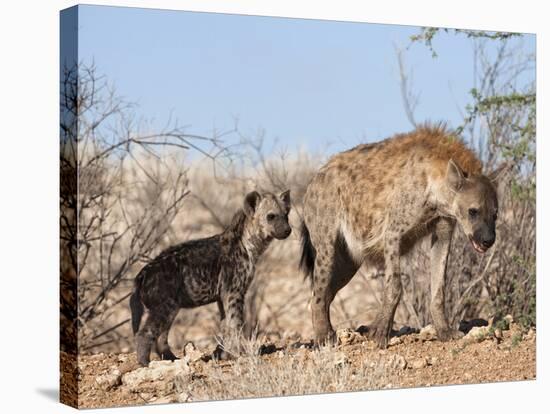 Spotted Hyena With Cub, South Africa, Africa-Ann & Steve Toon-Stretched Canvas