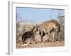 Spotted Hyena With Cub, South Africa, Africa-Ann & Steve Toon-Framed Photographic Print