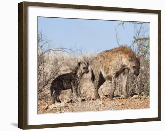 Spotted Hyena With Cub, South Africa, Africa-Ann & Steve Toon-Framed Photographic Print