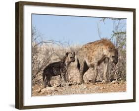 Spotted Hyena With Cub, South Africa, Africa-Ann & Steve Toon-Framed Photographic Print