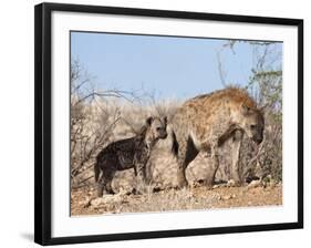 Spotted Hyena With Cub, South Africa, Africa-Ann & Steve Toon-Framed Photographic Print