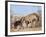 Spotted Hyena With Cub, South Africa, Africa-Ann & Steve Toon-Framed Photographic Print