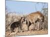 Spotted Hyena With Cub, South Africa, Africa-Ann & Steve Toon-Mounted Photographic Print