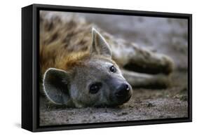 Spotted Hyena-Paul Souders-Framed Stretched Canvas