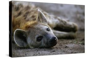 Spotted Hyena-Paul Souders-Stretched Canvas