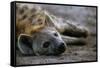 Spotted Hyena-Paul Souders-Framed Stretched Canvas