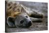 Spotted Hyena-Paul Souders-Stretched Canvas