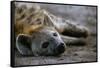 Spotted Hyena-Paul Souders-Framed Stretched Canvas