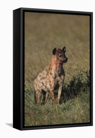 Spotted Hyena-DLILLC-Framed Stretched Canvas