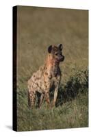 Spotted Hyena-DLILLC-Stretched Canvas