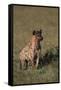 Spotted Hyena-DLILLC-Framed Stretched Canvas