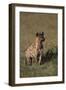 Spotted Hyena-DLILLC-Framed Premium Photographic Print