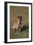 Spotted Hyena-DLILLC-Framed Premium Photographic Print