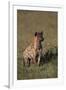 Spotted Hyena-DLILLC-Framed Premium Photographic Print
