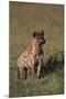 Spotted Hyena-DLILLC-Mounted Premium Photographic Print