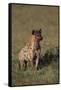 Spotted Hyena-DLILLC-Framed Stretched Canvas