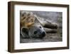 Spotted Hyena-Paul Souders-Framed Premium Photographic Print