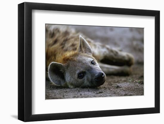 Spotted Hyena-Paul Souders-Framed Premium Photographic Print