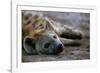 Spotted Hyena-Paul Souders-Framed Photographic Print
