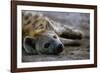 Spotted Hyena-Paul Souders-Framed Photographic Print