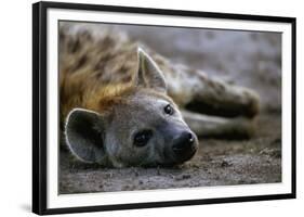 Spotted Hyena-Paul Souders-Framed Photographic Print