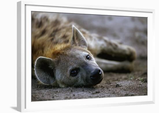 Spotted Hyena-Paul Souders-Framed Photographic Print