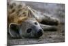 Spotted Hyena-Paul Souders-Mounted Photographic Print