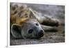 Spotted Hyena-Paul Souders-Framed Photographic Print