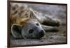 Spotted Hyena-Paul Souders-Framed Photographic Print