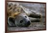 Spotted Hyena-Paul Souders-Framed Photographic Print