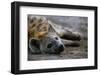 Spotted Hyena-Paul Souders-Framed Photographic Print