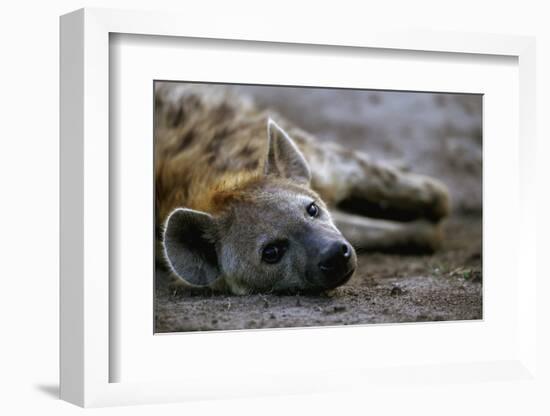 Spotted Hyena-Paul Souders-Framed Photographic Print