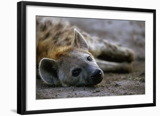 Spotted Hyena-Paul Souders-Framed Photographic Print